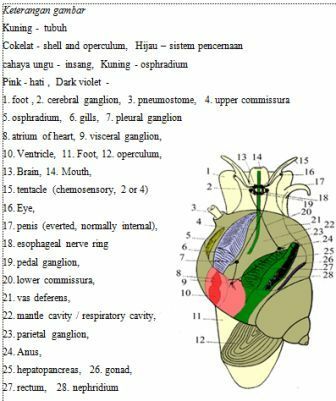 Morphology-Gastropod