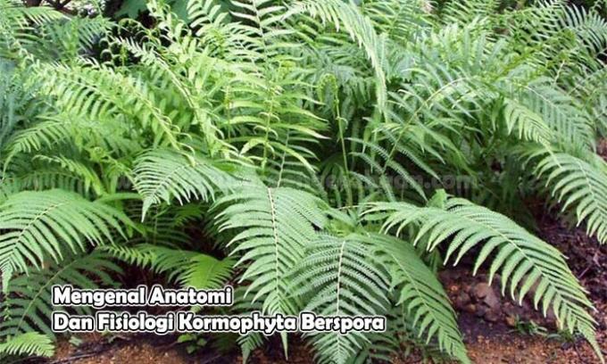 Get to know the Anatomy and Physiology of Sporadic Kormophyta