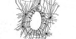 Cell-Ependym