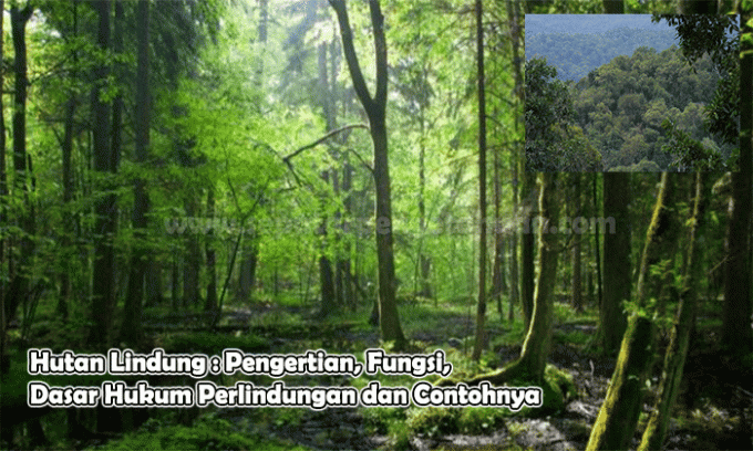 Protected Forest: Definition, Function, Legal Basis for Protection and Examples