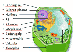 Organelle-Cell