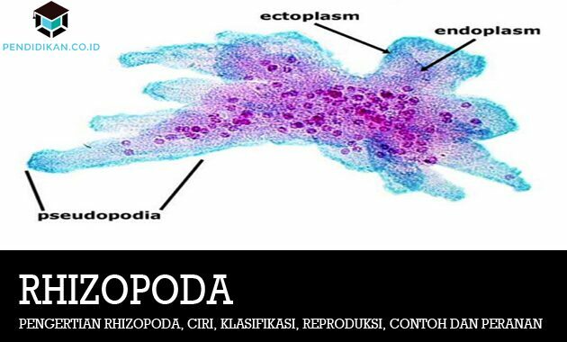 Rhizopode määratlus, omadused, klassifikatsioon, paljundamine, näited ja rollid