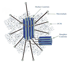 Centrioles