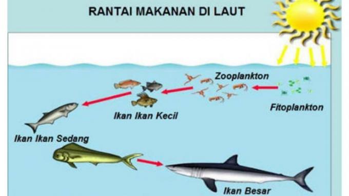 food chain in the sea