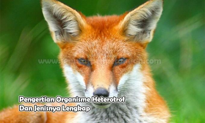 Definition of Heterotrophic Organisms and Types Complete 