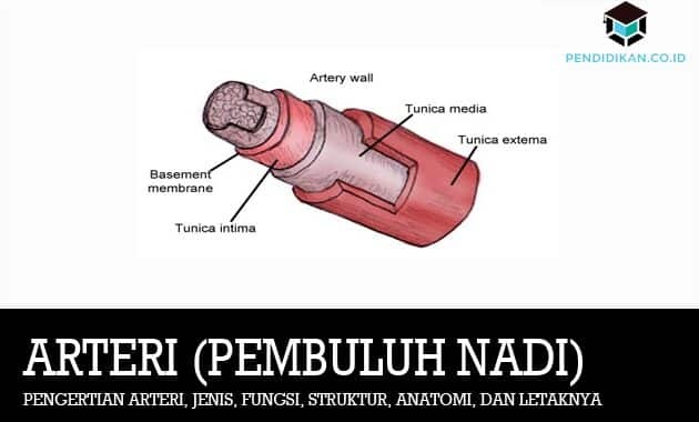 Definicija-Arterija