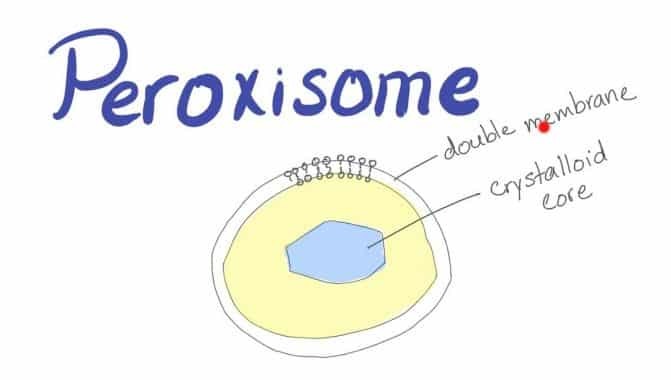 Reaction-Peroxisomes