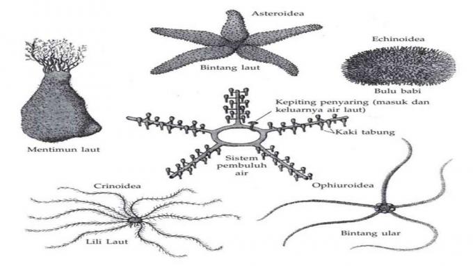 class-difference-echinoderm