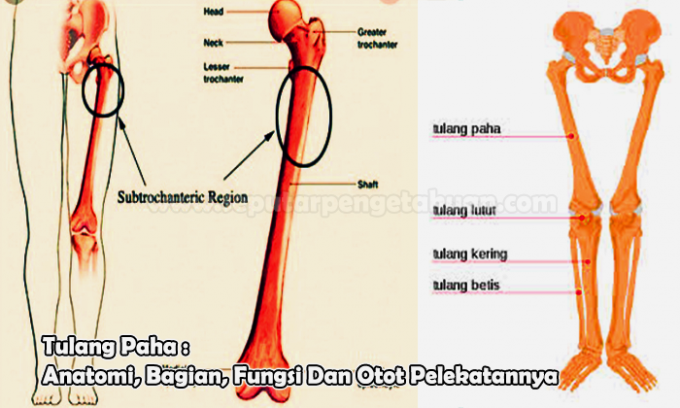 Femur: Anatomy, Parts, Function and Attachment Muscles