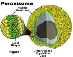 Structure-Peroxisome