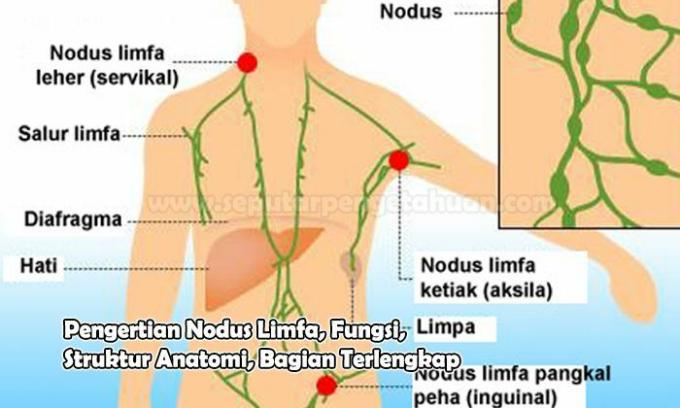 リンパ節の定義、機能、解剖学的構造、パート