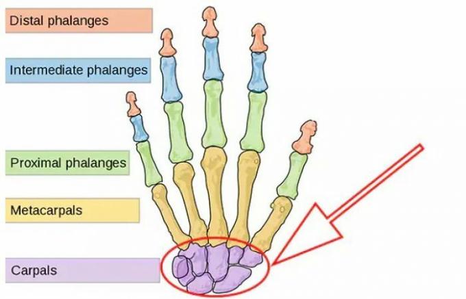 手のひらの骨の機能
