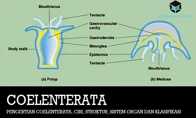 Koelenteraatide määratlus, omadused, struktuur, elundisüsteemid ja klassifikatsioon