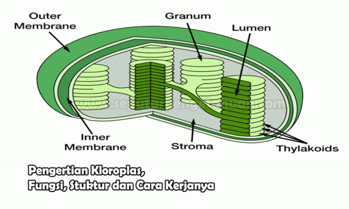 Understanding Chloroplasts, Functions, Structures and How They Work