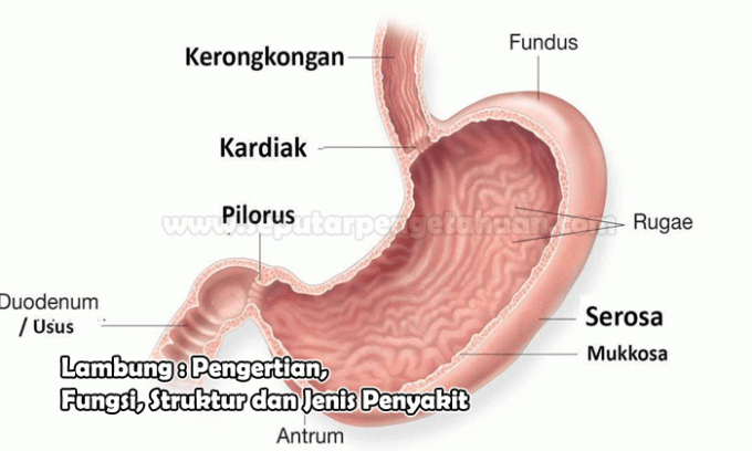 Stomach Understanding Function, Structure and Types of Disease