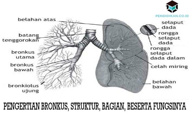 Bronhide, struktuuride, osade ja nende funktsioonide mõistmine