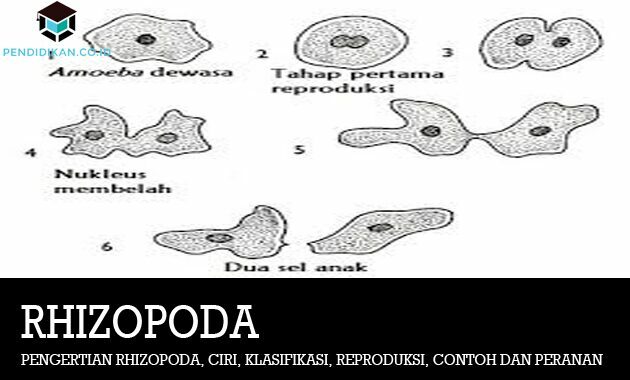 Rhizopode määratlus, omadused, klassifikatsioon, paljundamine, näited ja rollid