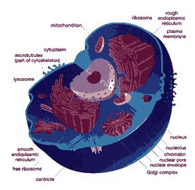 Microfilament