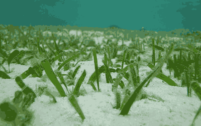 seagrass ecosystem