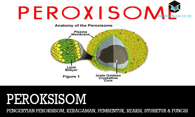 peroxisomes