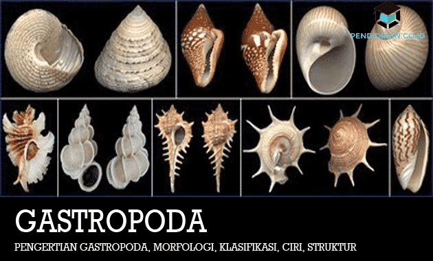 gastropods