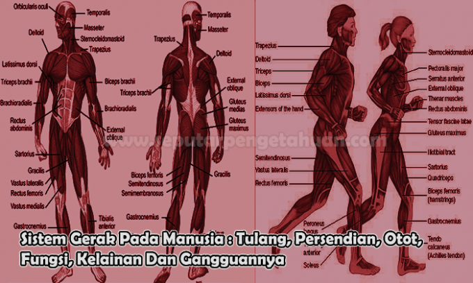 Le système de mouvement humain: os, articulations, muscles, fonctions, troubles et troubles