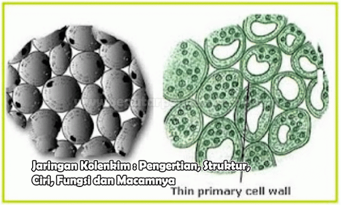 Collenchyma Network: Definition, Structure, Characteristics, Functions and Kinds