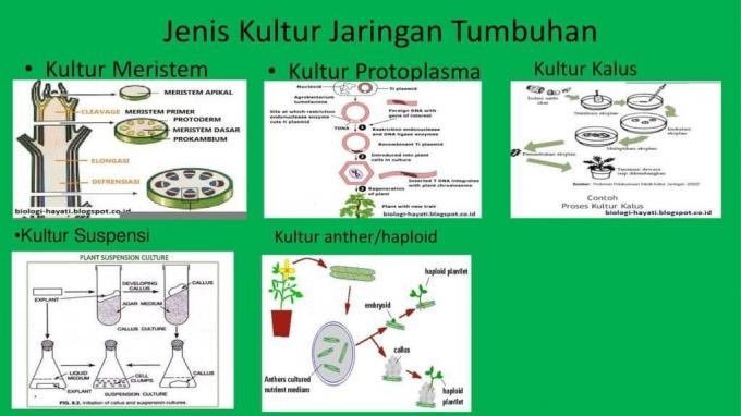 Tissue-Culture-Type