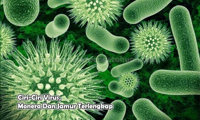 Complete characteristics of viruses, monera and fungi