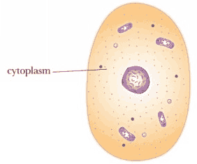 Cytoplasm