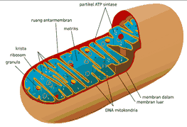 mitochondria plant cell organelles