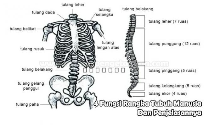 4 функции скелета человеческого тела и их объяснение