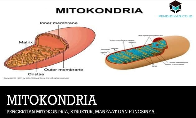 Mitokondrite määratlus, struktuur, eelised ja funktsioonid