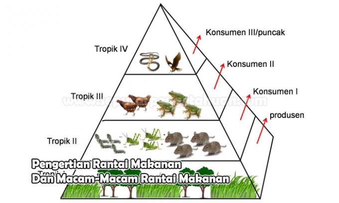 食物連鎖と食物連鎖の種類を理解する