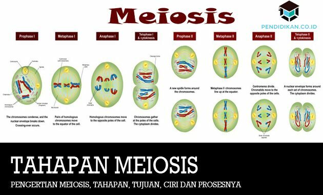 減数分裂、段階、目標、特徴およびプロセスの定義