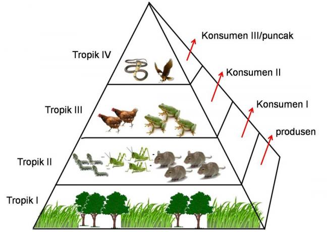 Erilaiset biotiikat