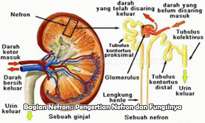 ชิ้นส่วน Nephron: คำจำกัดความของ Nephrons และหน้าที่ของมัน