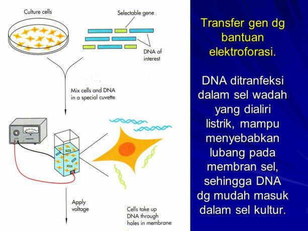 Transfert de gène à cellule