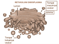 ออร์แกเนลล์เซลล์ร่างกาย Golgi