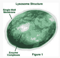 Lysosomes