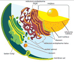 endoplasmic reticulum plant cell organelles