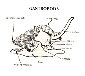 Classification-Gastropod