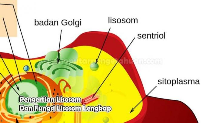 Zrozumienie lizosomów i pełne funkcje lizosomów 