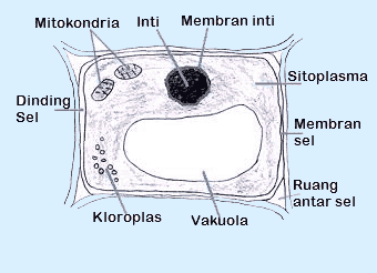 plant cell organelle structure