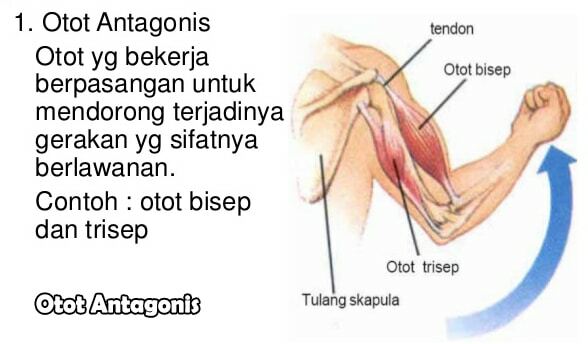 Antagonist Muscles