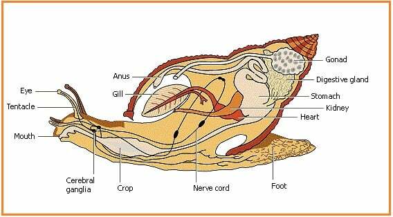 Gastropod-Body-Structure