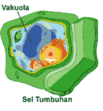 plant cell organelle vacuole