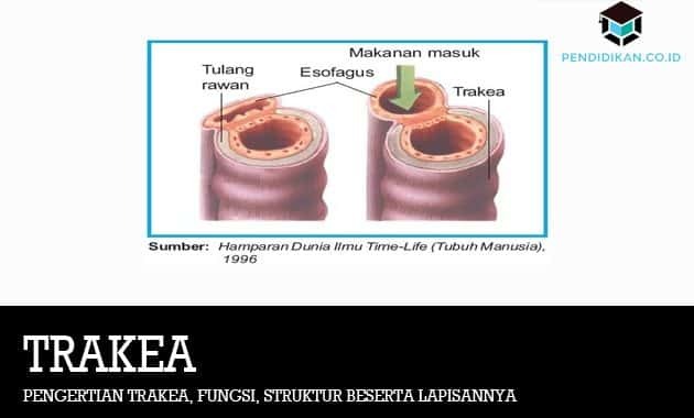 Trahhea, funktsioonide, struktuuri ja kihtide mõistmine