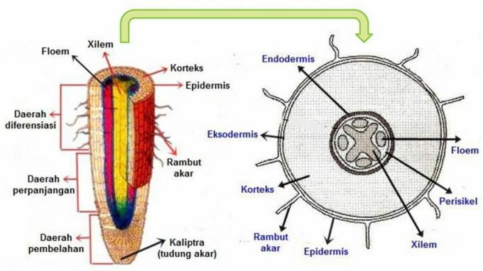 専門家による植物組織の理解