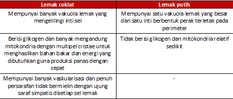 erinevus-valge-rasv-ja-pruun-rasv